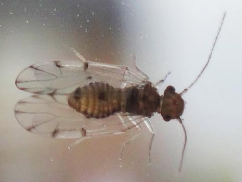 Ectopsocus briggsi